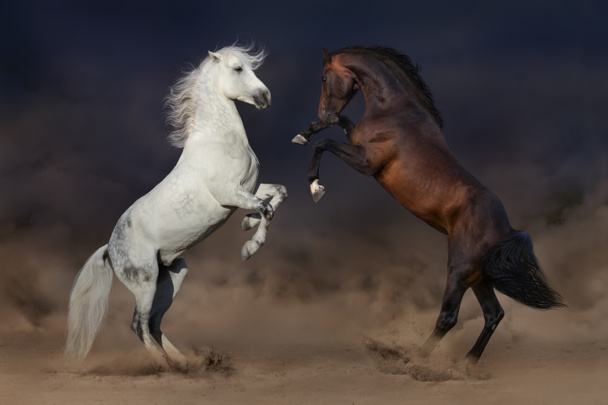Лошади сражаются в пустыне
 - Фото, изображение