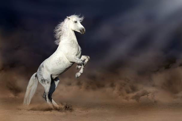 砂漠の馬 - 写真・画像