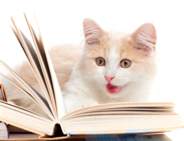 mały kot czytać książki - Zdjęcie, obraz