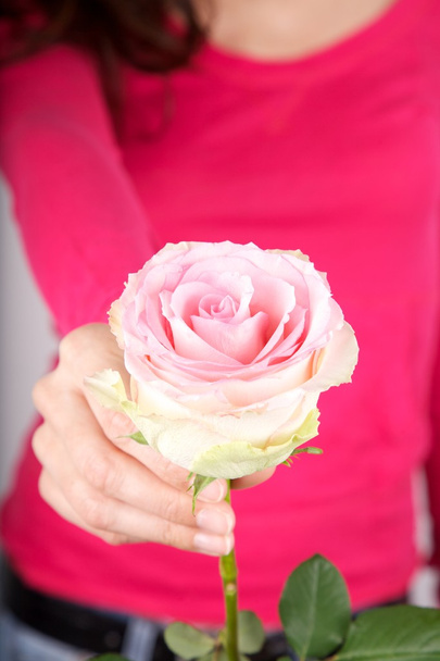 Ofreciendo flor rosa
 - Foto, imagen