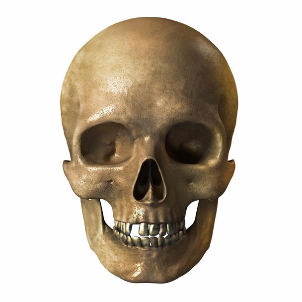 Human skull on a white background - Zdjęcie, obraz