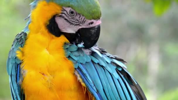 A Preening Macaw - Footage, Video