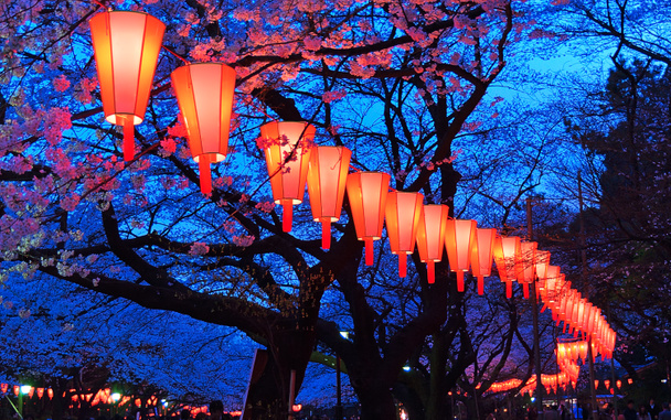 Фестиваль вишневого цветения (O-Hanami)
 - Фото, изображение