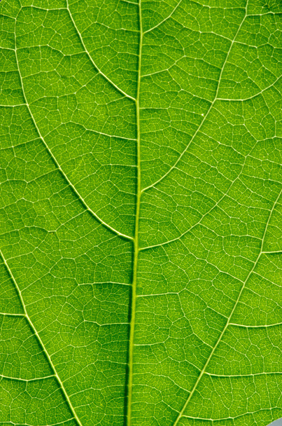 Texture of a green leaf as background - Foto, Imagem