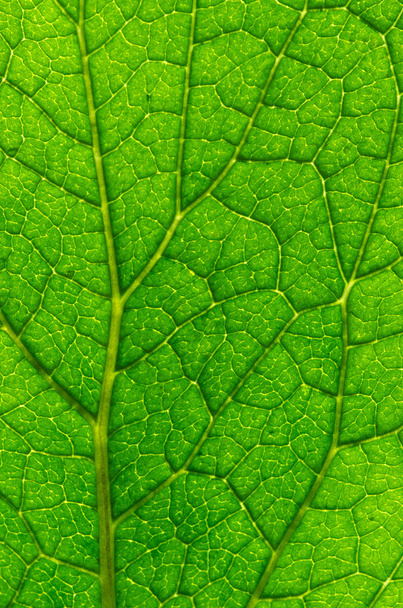 Texture of a green leaf as background - Photo, image