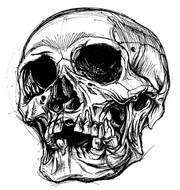 Skull Drawing line work vector - Vector, Image