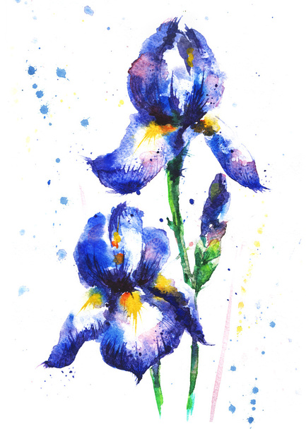 Acuarela flores de iris dibujadas a mano
 - Vector, Imagen