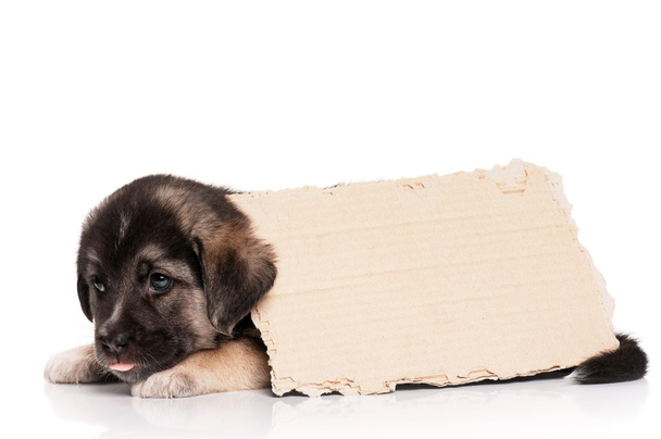 Filhote de cachorro com papel
 - Foto, Imagem
