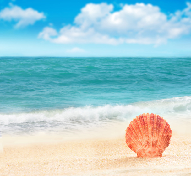Seashell en la playa de arena
 - Foto, Imagen