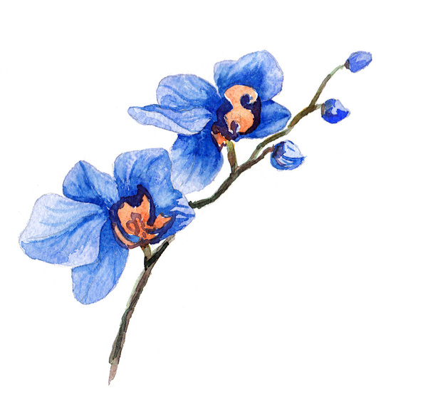 the orchid flowers watercolor isolated - Fotó, kép