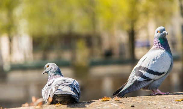 pigeons in the park in Paris - Photo, Image