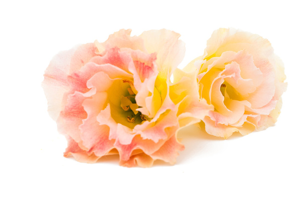 Eustoma όμορφο λουλούδι απομονωθεί - Φωτογραφία, εικόνα