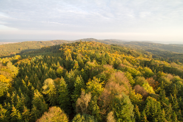 Vista superior para a floresta de outono
 - Foto, Imagem