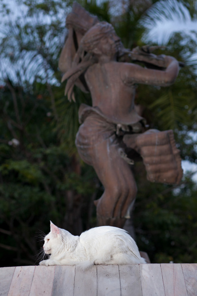 blanco maine coon gato asientos femeninos
 - Foto, imagen