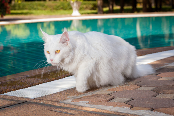 white maine coon cat female goes to the left - Photo, Image