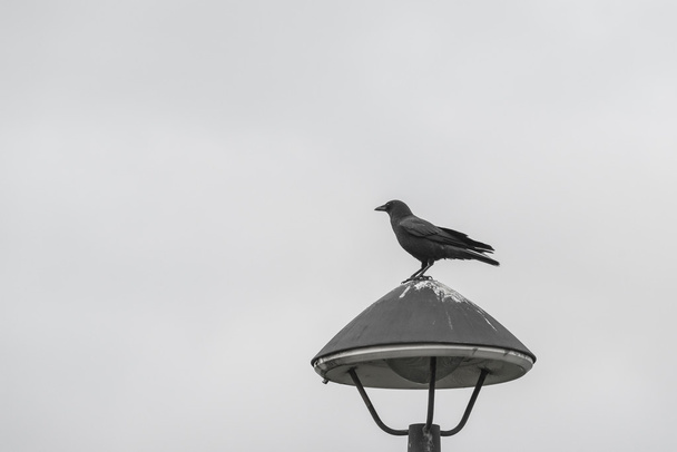 чорна ворона, що стоїть на освітленні, чорно-біла
. - Фото, зображення