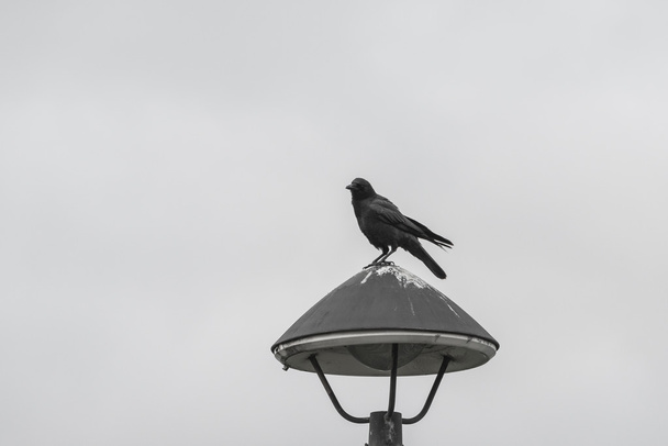 Černá vrána, stojící na osvětlení, černé a bílé. - Fotografie, Obrázek