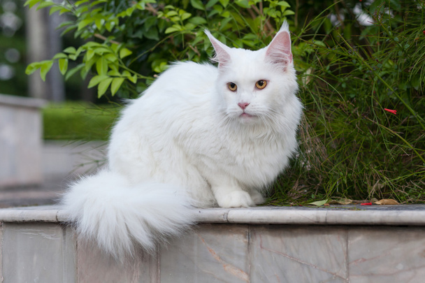 blanc maine coon chat femelle sièges
 - Photo, image