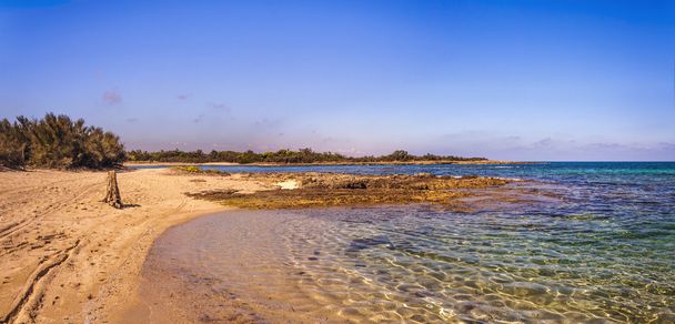 Summer seascape: a nature reserve of Torre Guaceto.BRINDISI (Apulia)-ITALY-Mediterranean maquis: a nature sanctuary between the land and the sea. - Photo, Image