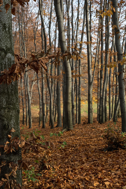 Bosque de haya. Polonia
 - Foto, Imagen