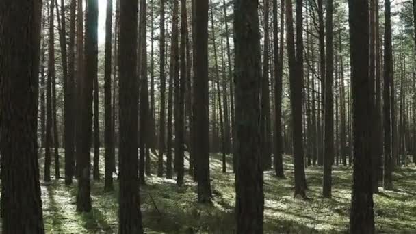 Se déplacer dans la forêt de pins pleine de lumière - Séquence, vidéo