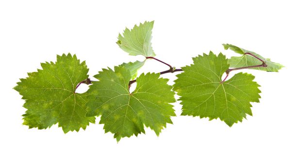 groene bladeren van wijnstokken - Foto, afbeelding