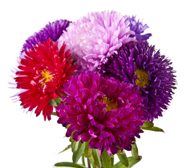 kytice chryzantémy květin - Fotografie, Obrázek