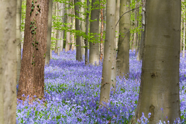 Beech trees and bluebells wildflowers - Fotoğraf, Görsel