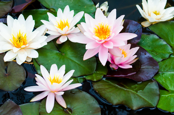 Pink lotus flowers - Photo, Image