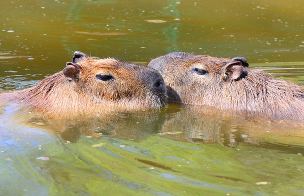 Έρωτα δυο η Capybara - Φωτογραφία, εικόνα