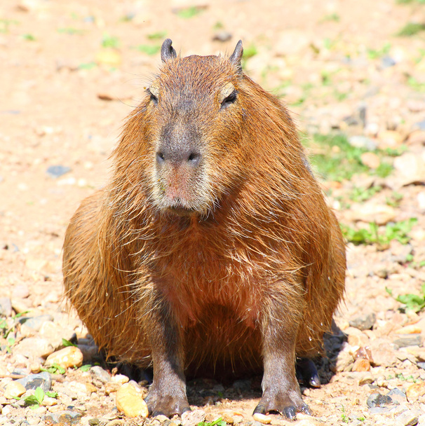 yksi söpö Capybara
  - Valokuva, kuva
