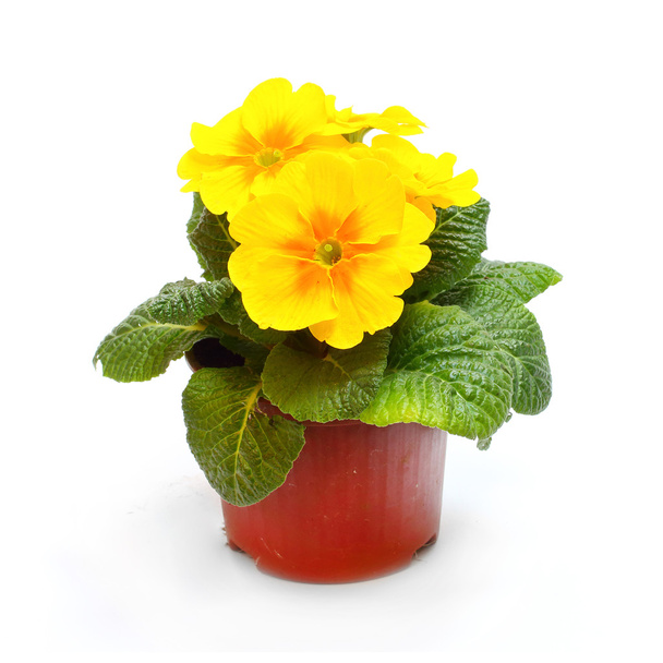 Yellow Primula in ceramic pot - Photo, Image