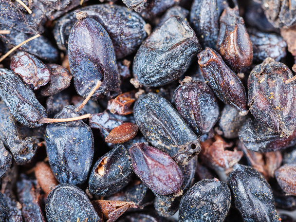 dried black berberis fruit close up - Photo, Image
