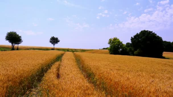 Спелая пшеница в преддверии сбора урожая
 - Кадры, видео