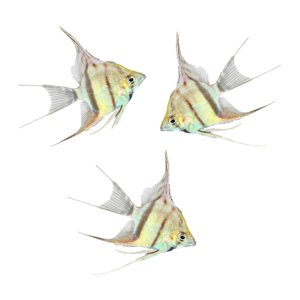 Freshwater Angelfish (Pterophyllum scalare). - Photo, Image
