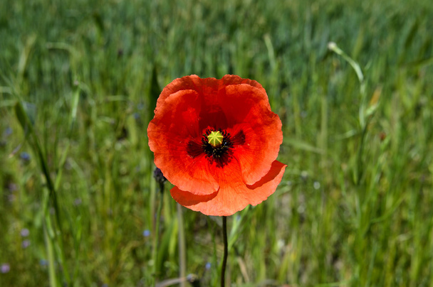 Kwiat Mak - Zdjęcie, obraz