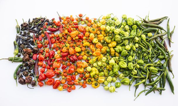 barevný mix nejžhavější chilli papričky - Fotografie, Obrázek