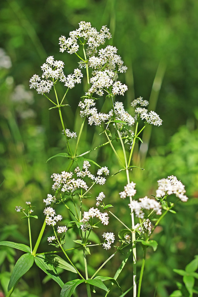 Wild-growing medicinal plants Galium boreale L.  - Foto, Imagem