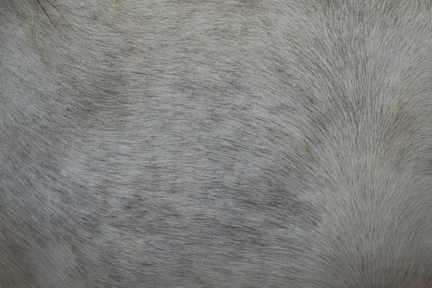 Uma pele de cavalo perto
 - Foto, Imagem