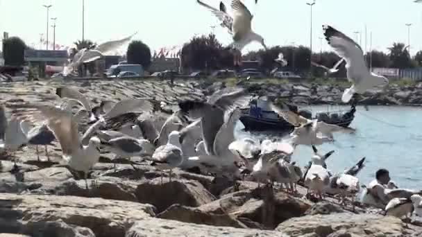Seagulls quarrel with for food - Footage, Video