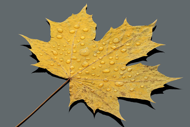 Hojas secas de otoño
 - Foto, imagen