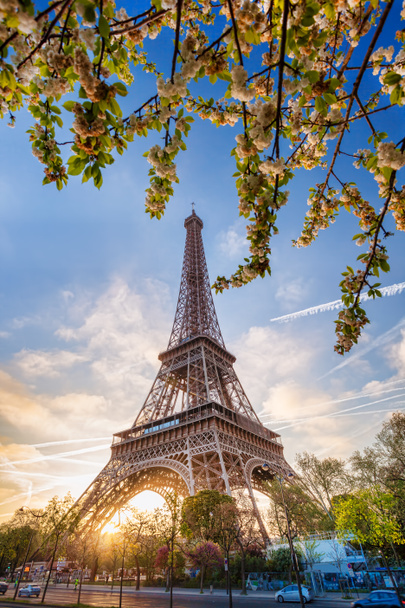 Eiffel Tower with spring tree in Paris, France - Фото, изображение
