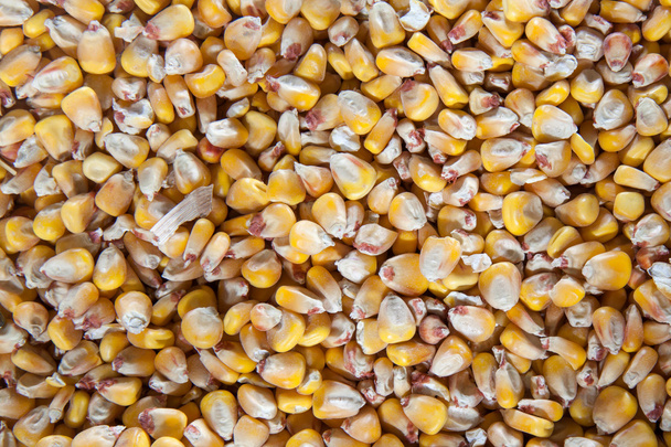 Corn seeds background - Foto, immagini