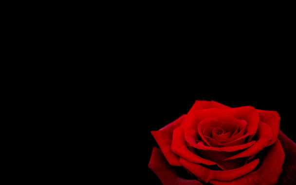Rosa rossa fresca
 - Foto, immagini