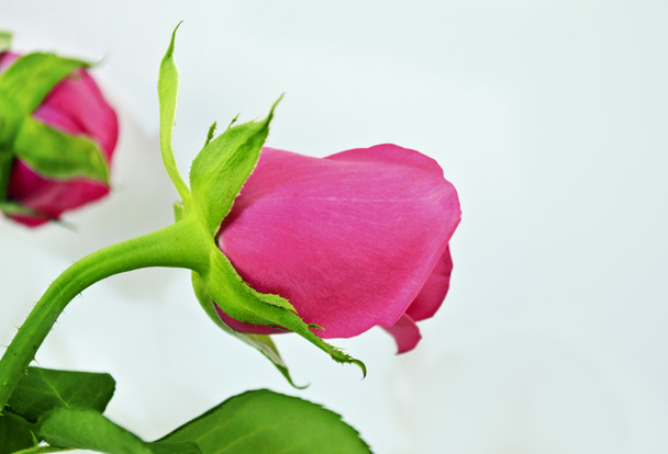 angle view of a pink bud rose - Photo, Image