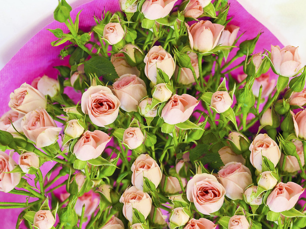 квітучі маленькі рожеві троянди
 - Фото, зображення