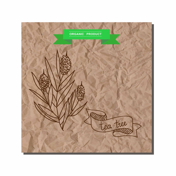 Коллекция трав и специй - чайное дерево. Подходит для рекламы, вывески, упаковки и дизайна идентичности
 - Вектор,изображение