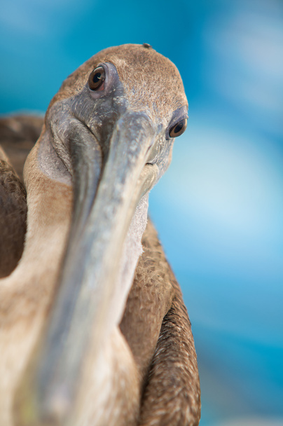 Kameraya bakarak pelican Close-Up - Fotoğraf, Görsel
