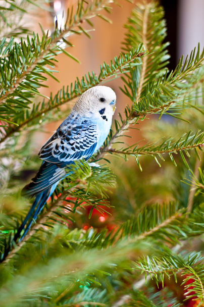 modrá Střední papoušek - Fotografie, Obrázek