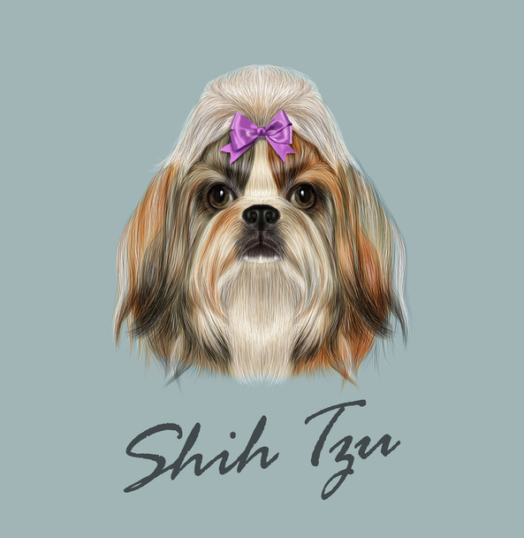 Shih Tzu σκύλος ζώο χαριτωμένο πρόσωπο. Διάνυσμα αστεία κινεζική καθαρόαιμους Shih tzu κουτάβι κεφάλι πορτρέτο. Γούνα ρεαλιστικό πορτρέτο του χρυσό και λευκό νεαρό σκυλάκι Shih tzu απομονώνονται σε γκρίζο φόντο. - Διάνυσμα, εικόνα